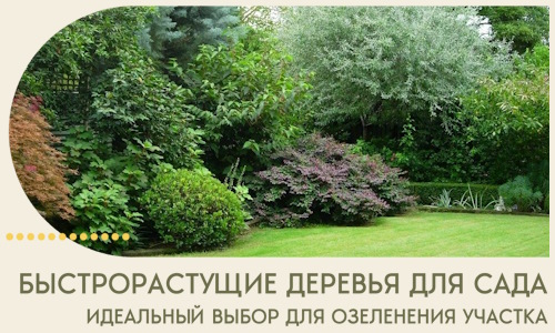 Быстрорастущие деревья для сада идеальный выбор в Чистополе