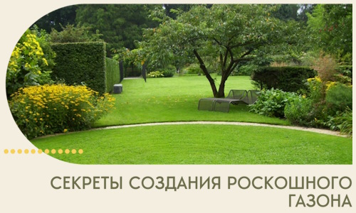 Секреты создания роскошного газона в Чистополе